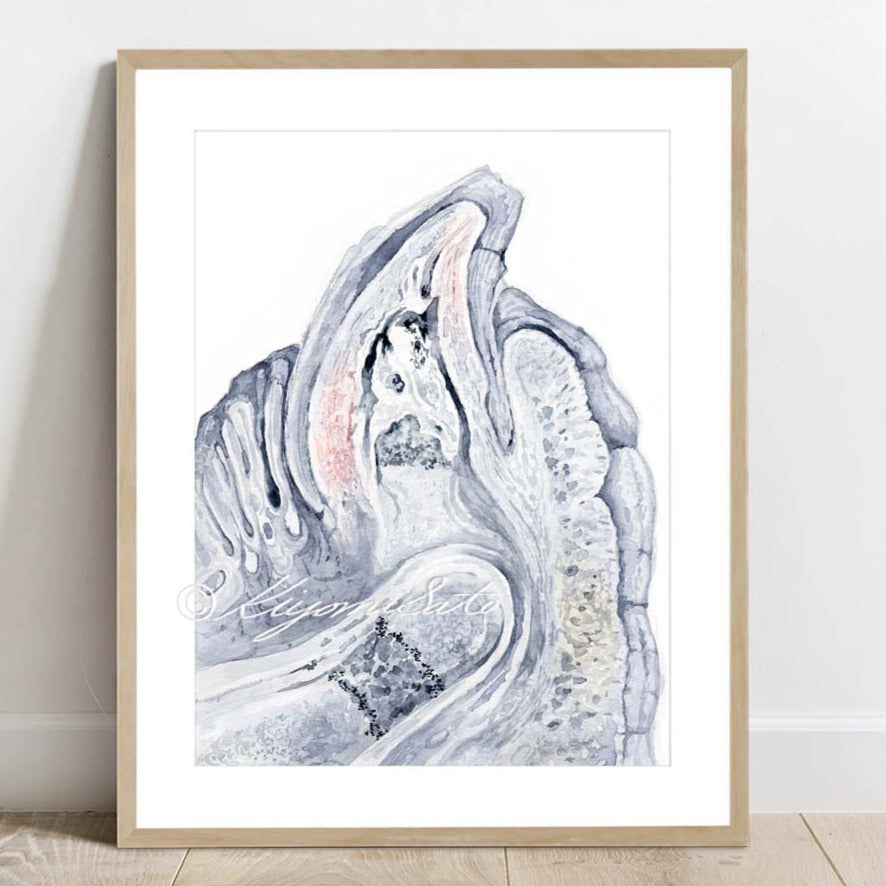 Pup Claw Histology Art