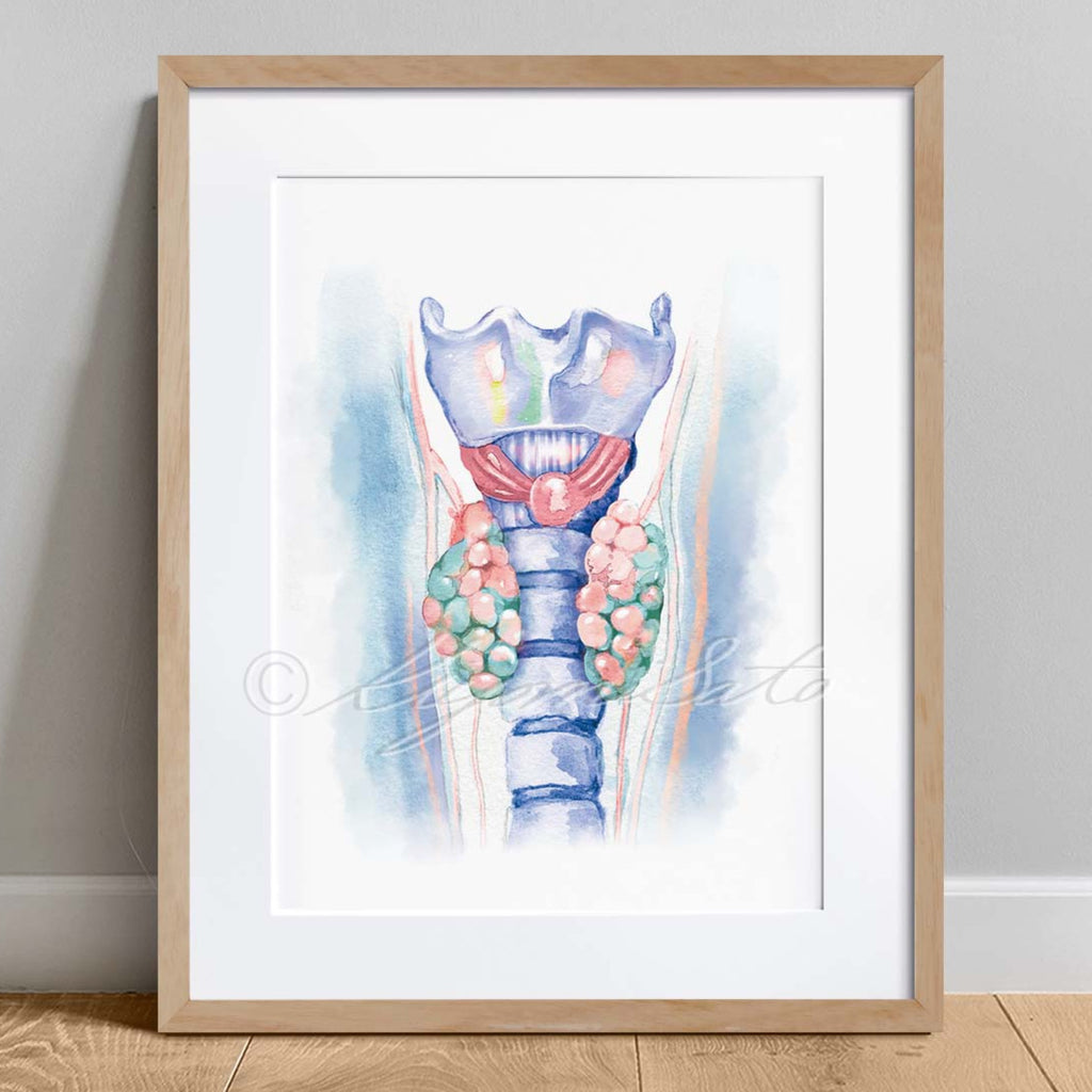 Canine Thyroid Anatomy Art