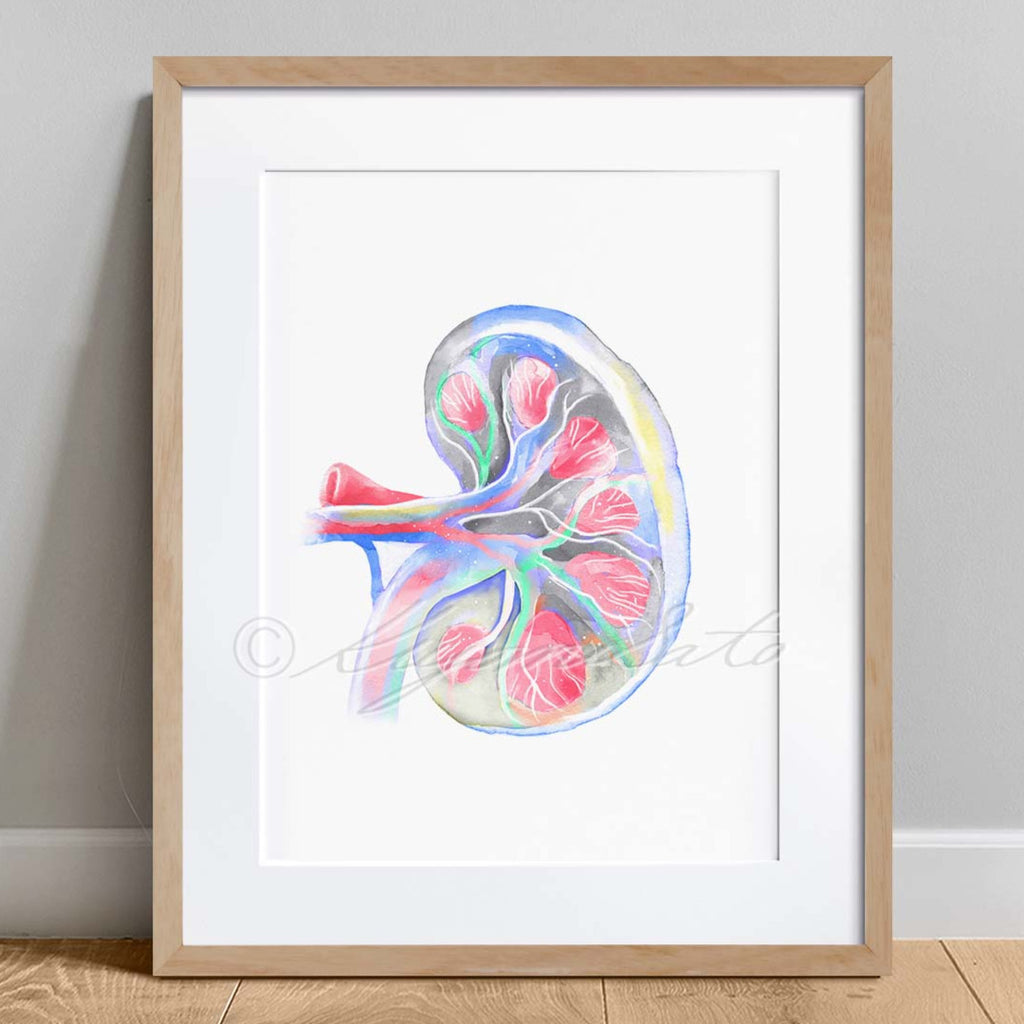 Canine Kidney Anatomy Art