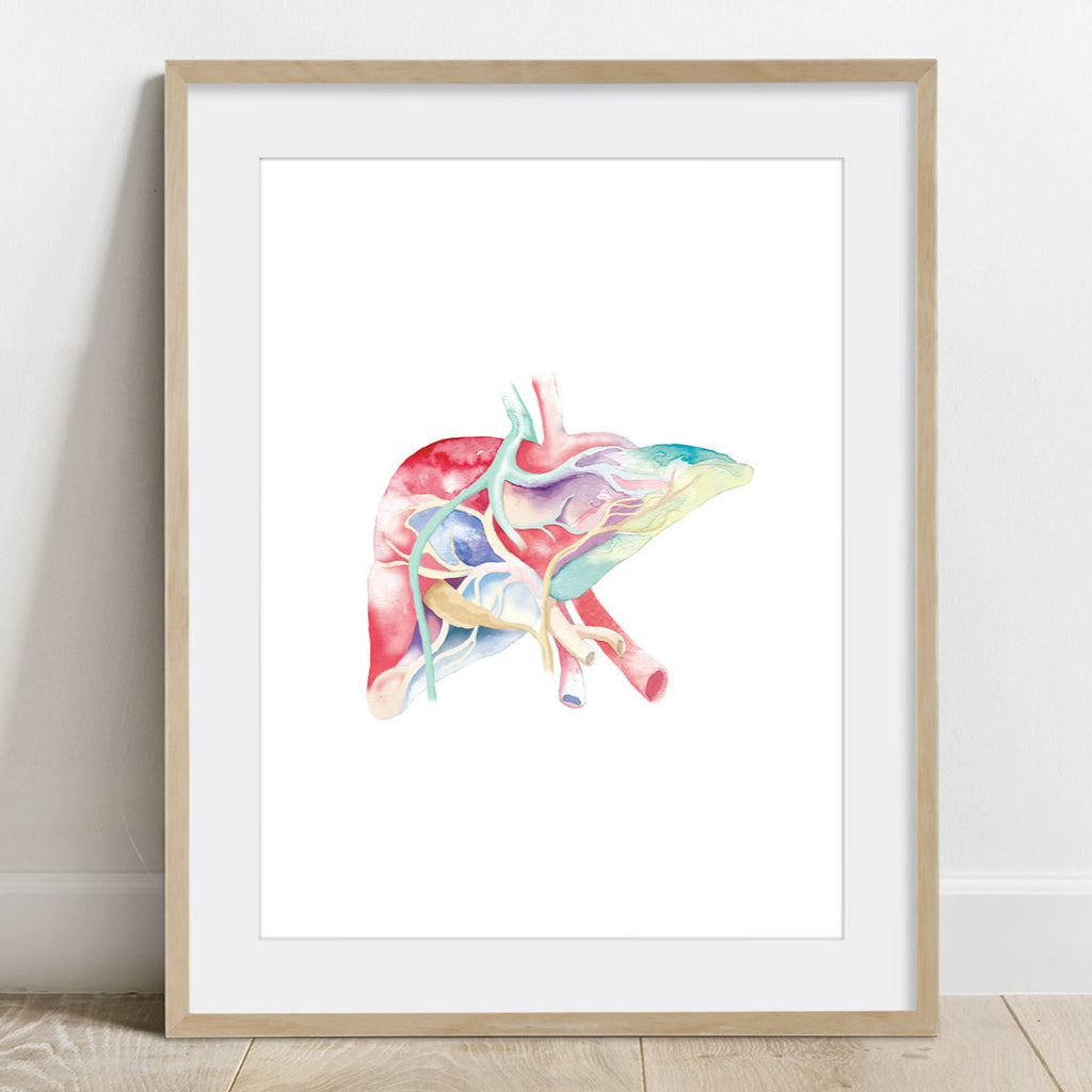 Human Liver Watercolor painting