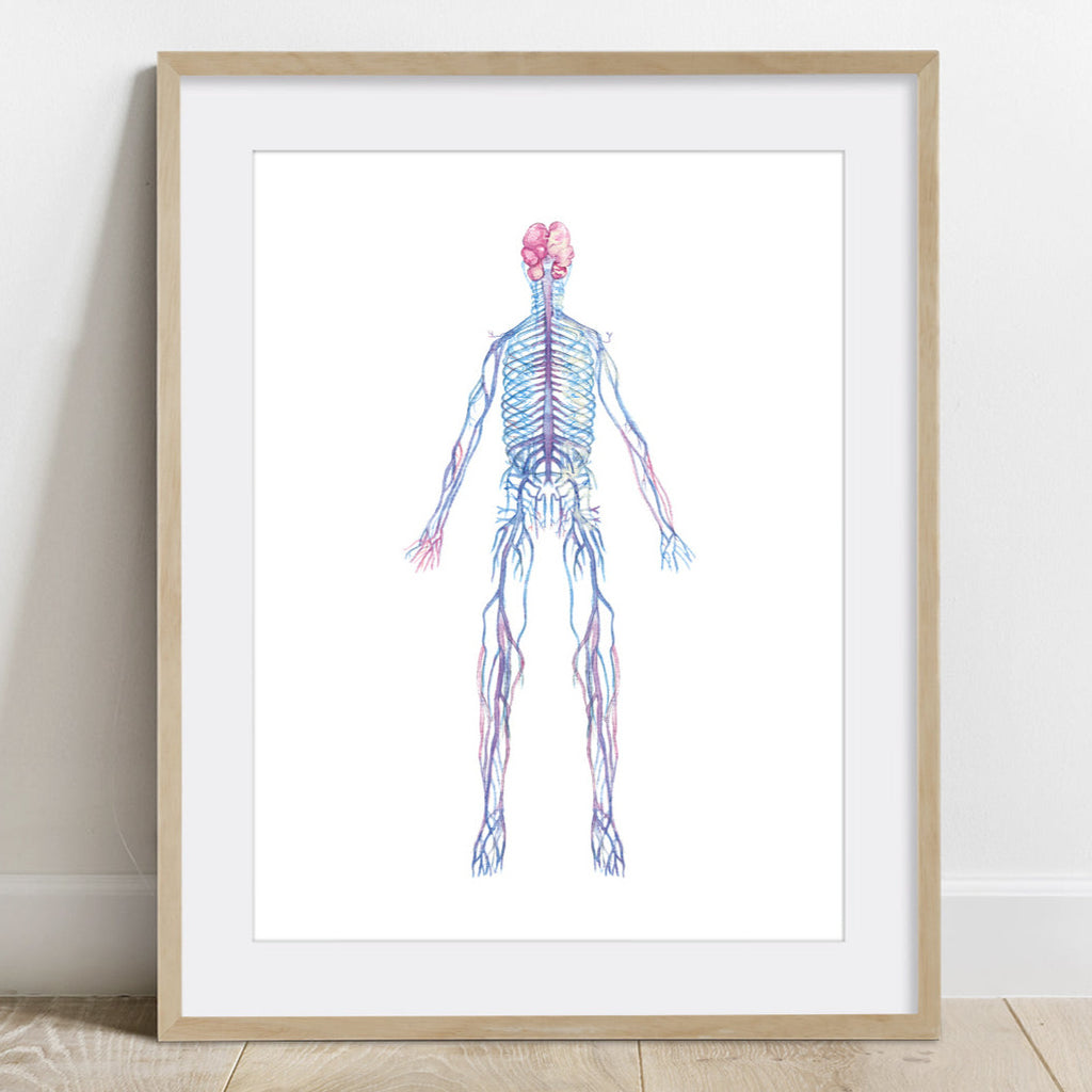 Autonomic Nervous System Human Body Anatomy art