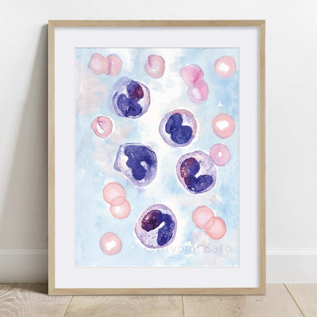 Monocyte Blood Cells