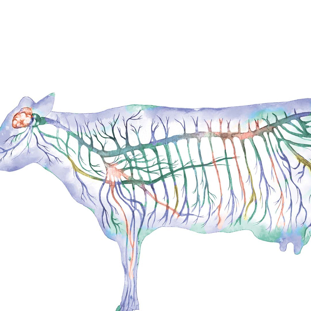 Cattle Nervous System Horizontal, Blue