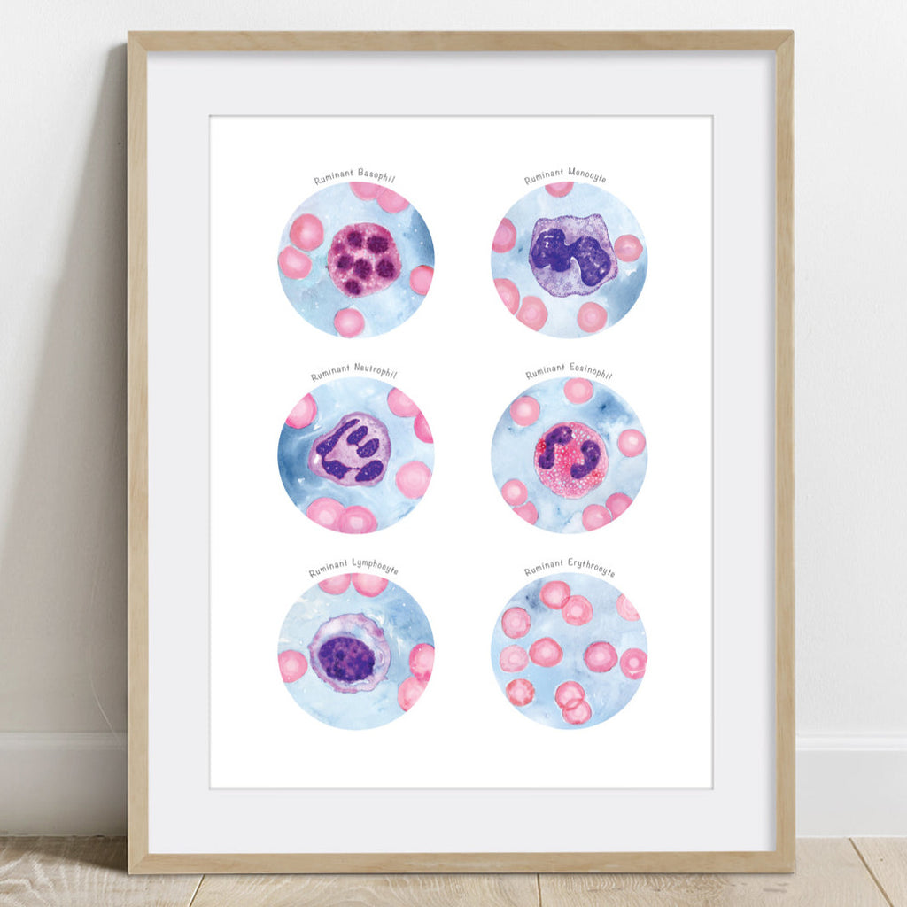 Ruminant Blood Cells Collection