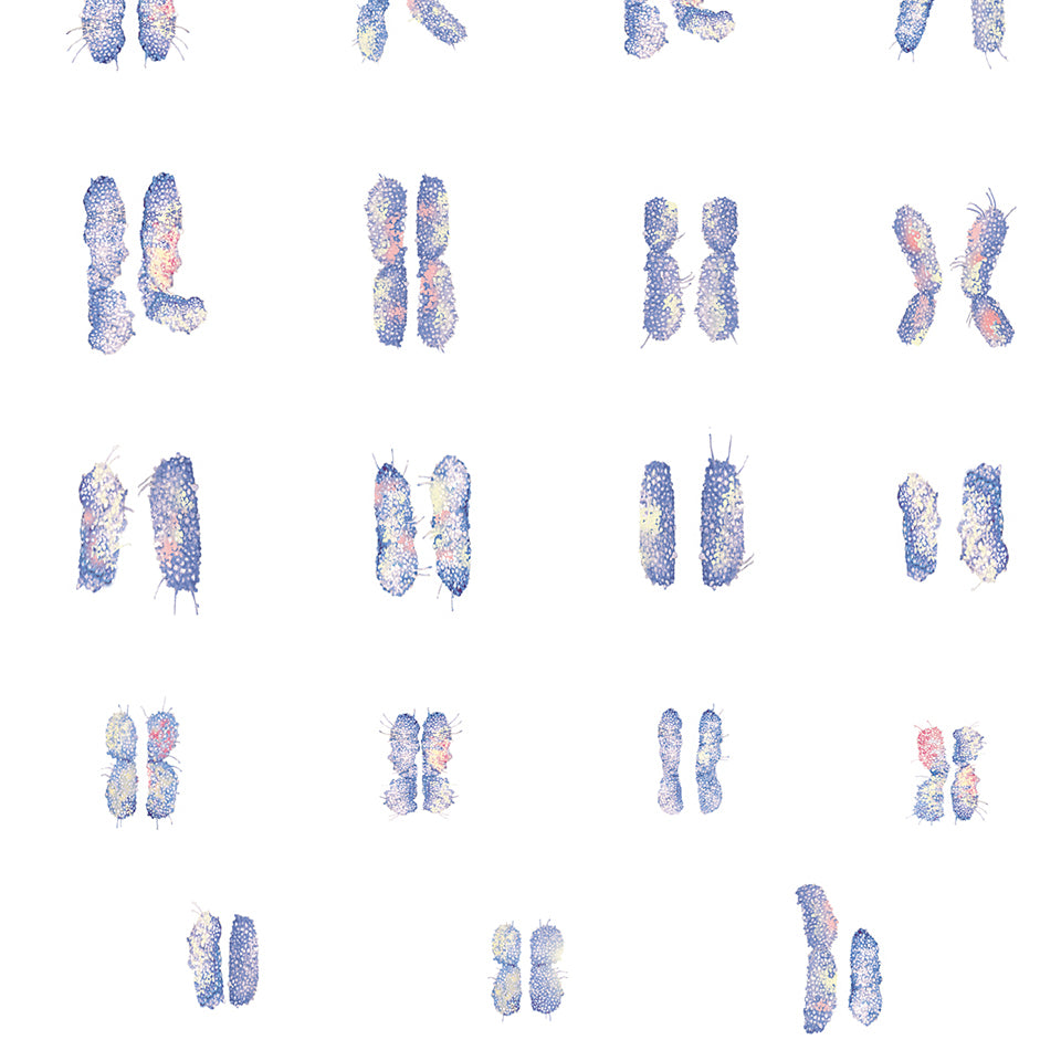 Male Chromosomes