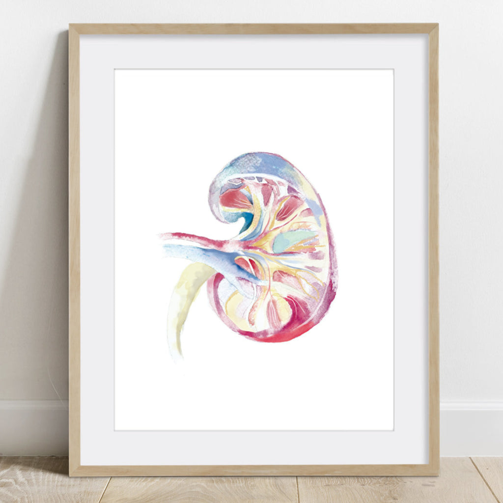 Human Kidney Watercolor painting Poster