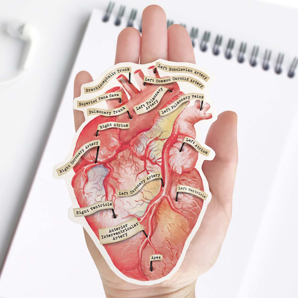 Anatomical Human Heart Vinyl Sticker