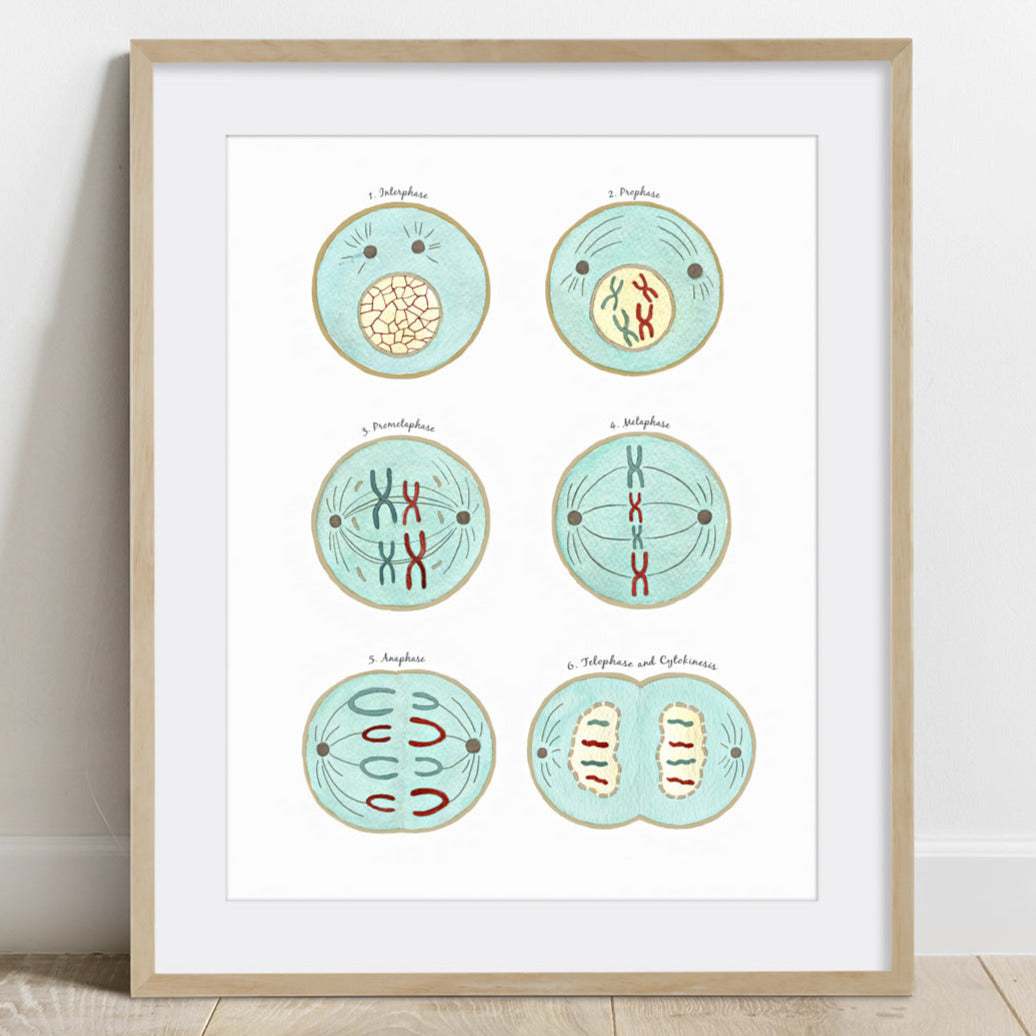 Mitosis Phases Art The Forest Cloak Biology Diagrams