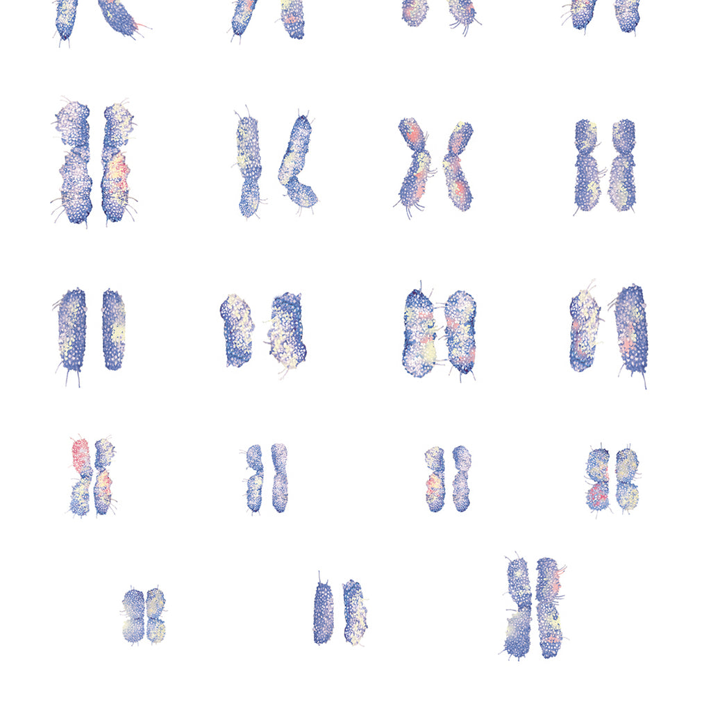 Female Chromosomes