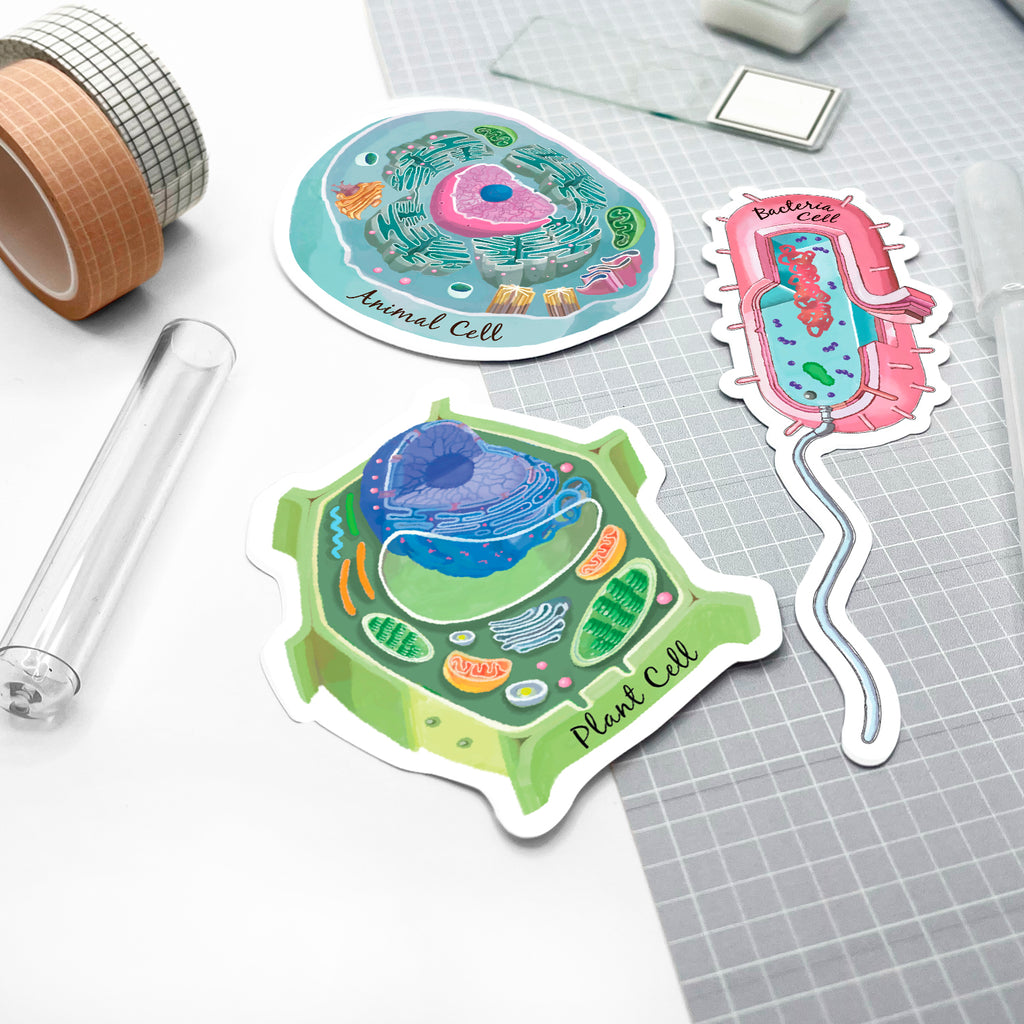 Cell Sticker Set of 3, Animal Cell, Bacteria Cell, Plant Cell Vinyl Sticker