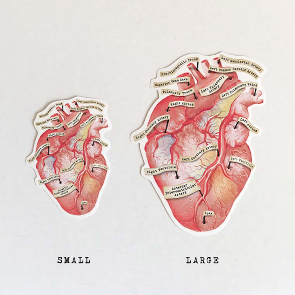 Anatomical Human Heart Vinyl Sticker