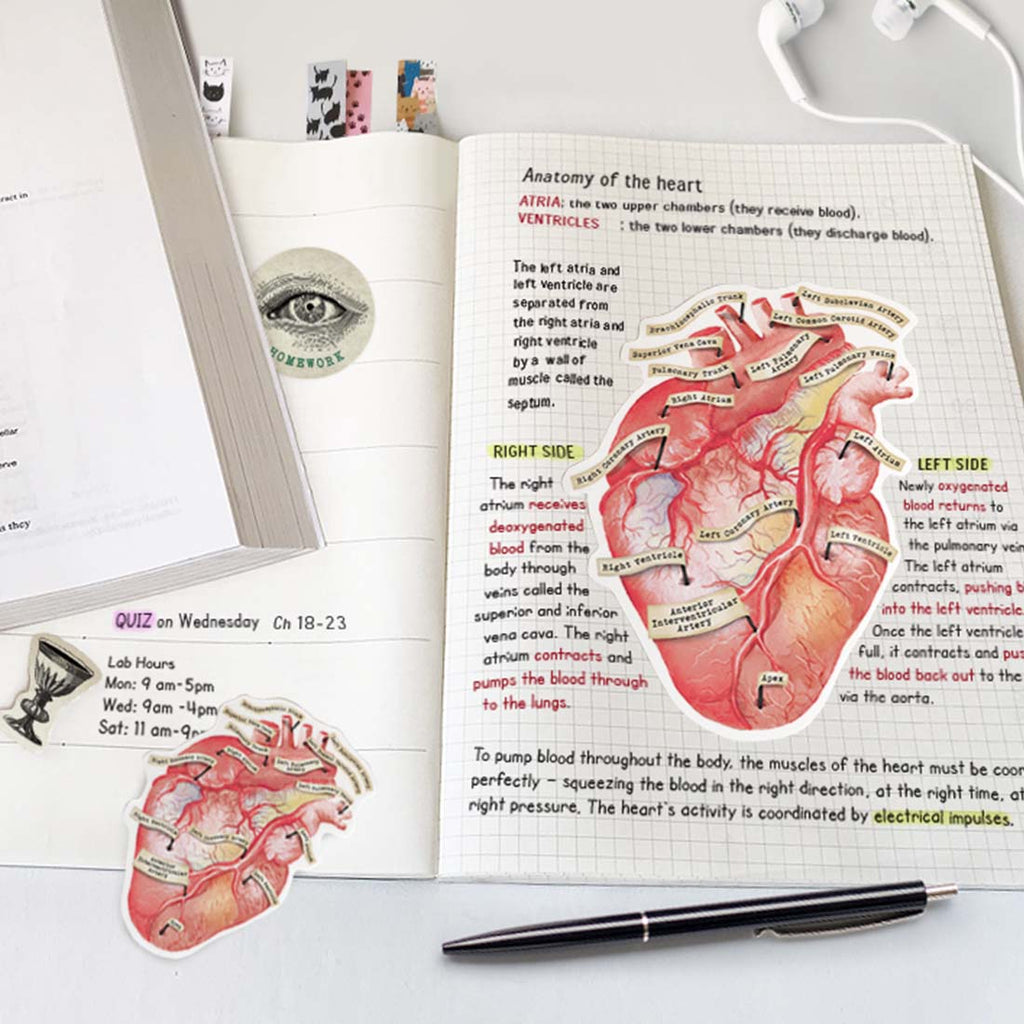 Anatomical Human Heart Vinyl Sticker