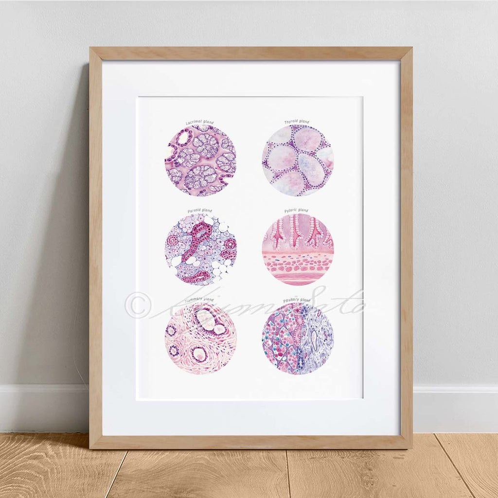 Glands Histology Collection