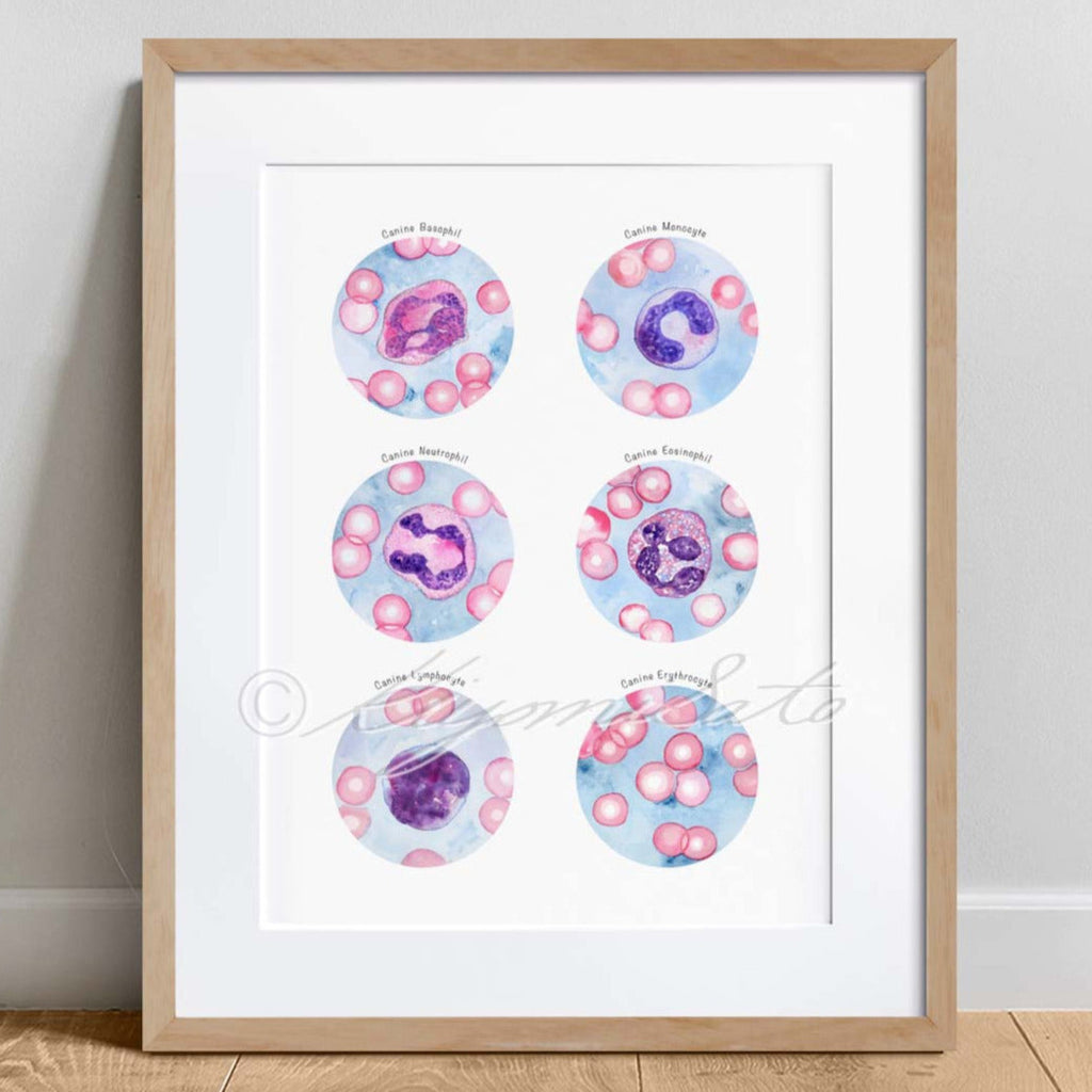 Canine Blood Cells Collection