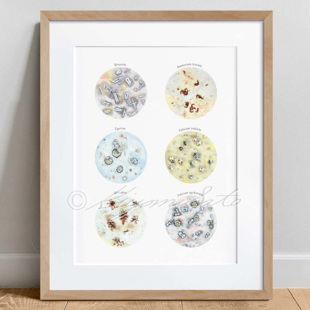 Crystals in Urine Collection Veterinary Art