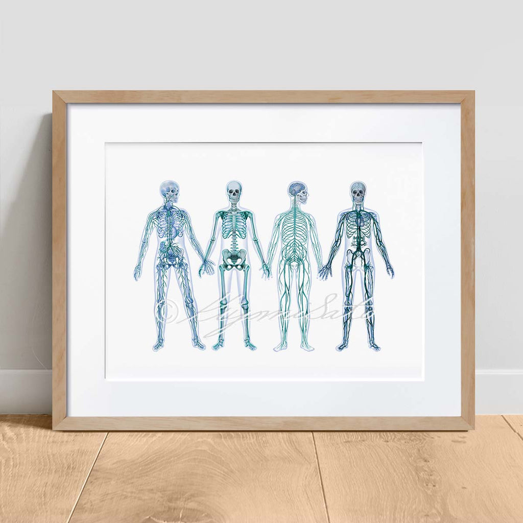 Human Anatomy Body System Poster Abstract Art