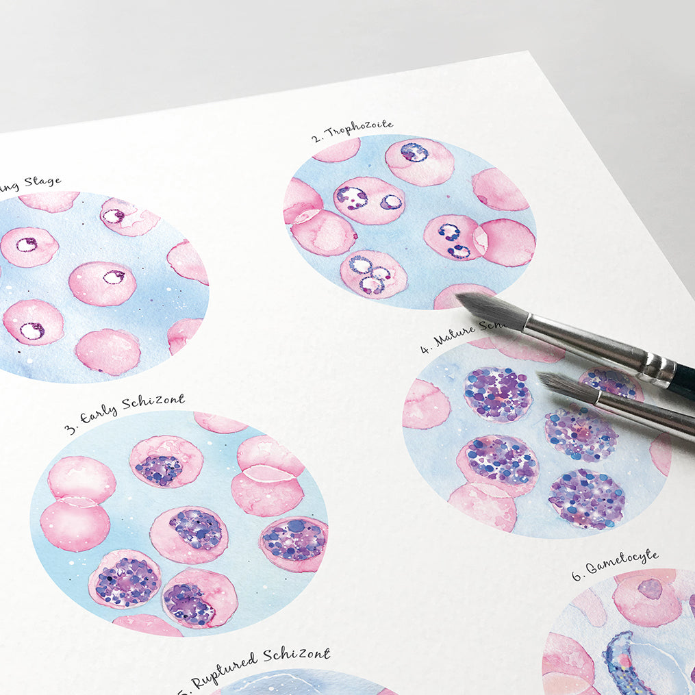 Plasmodium falciparum Morphology