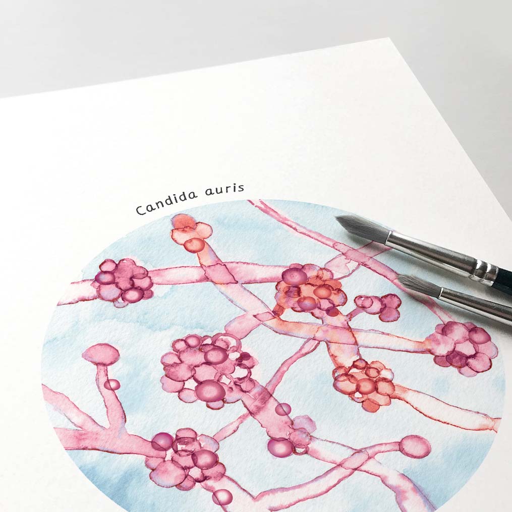 Candida auris