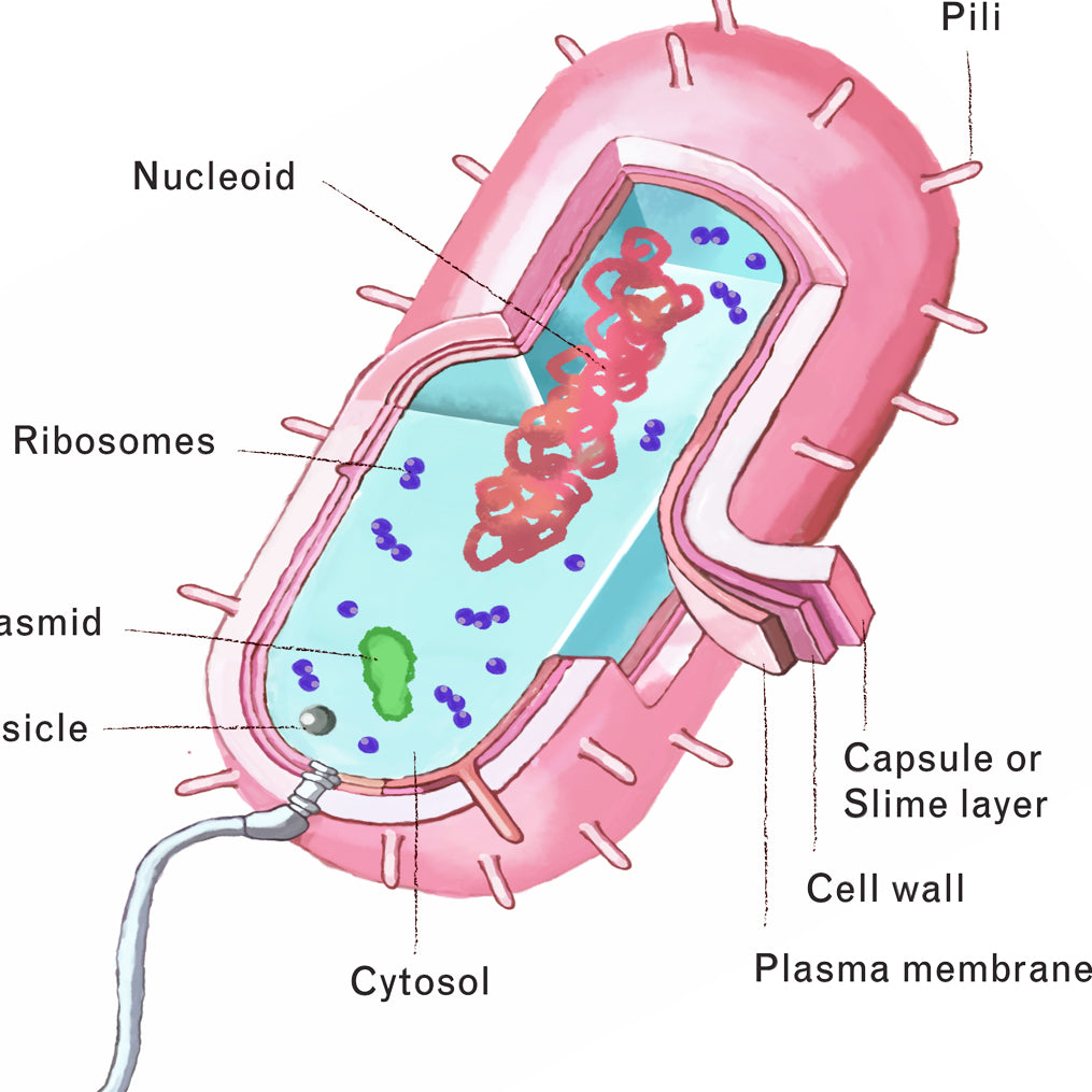 Bacteria Cell Cross Section