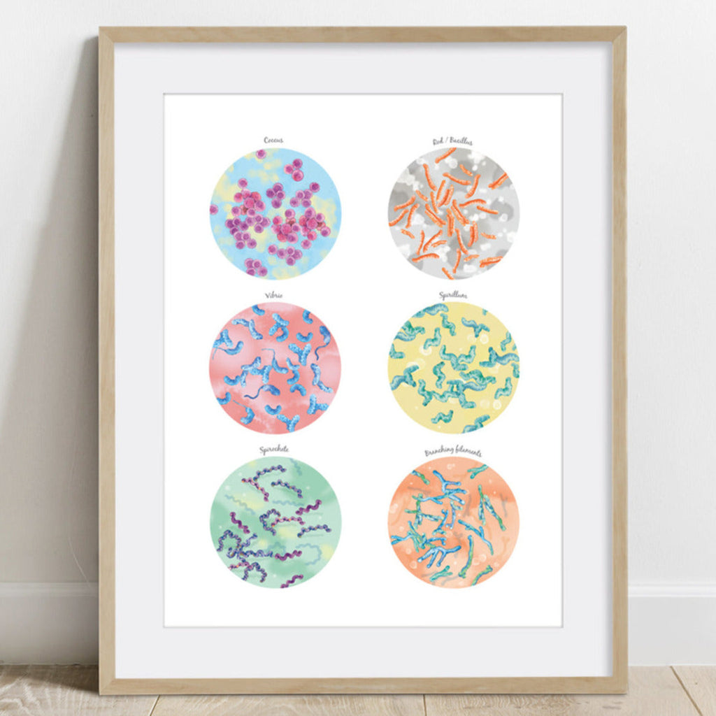 Bacterial Shape Collection