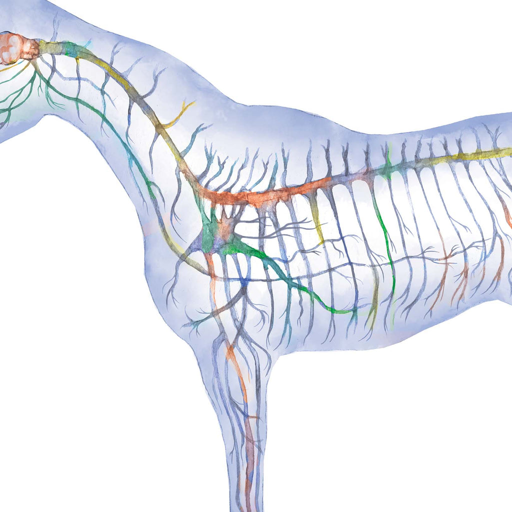 Equine Nervous System, Blue Vertical