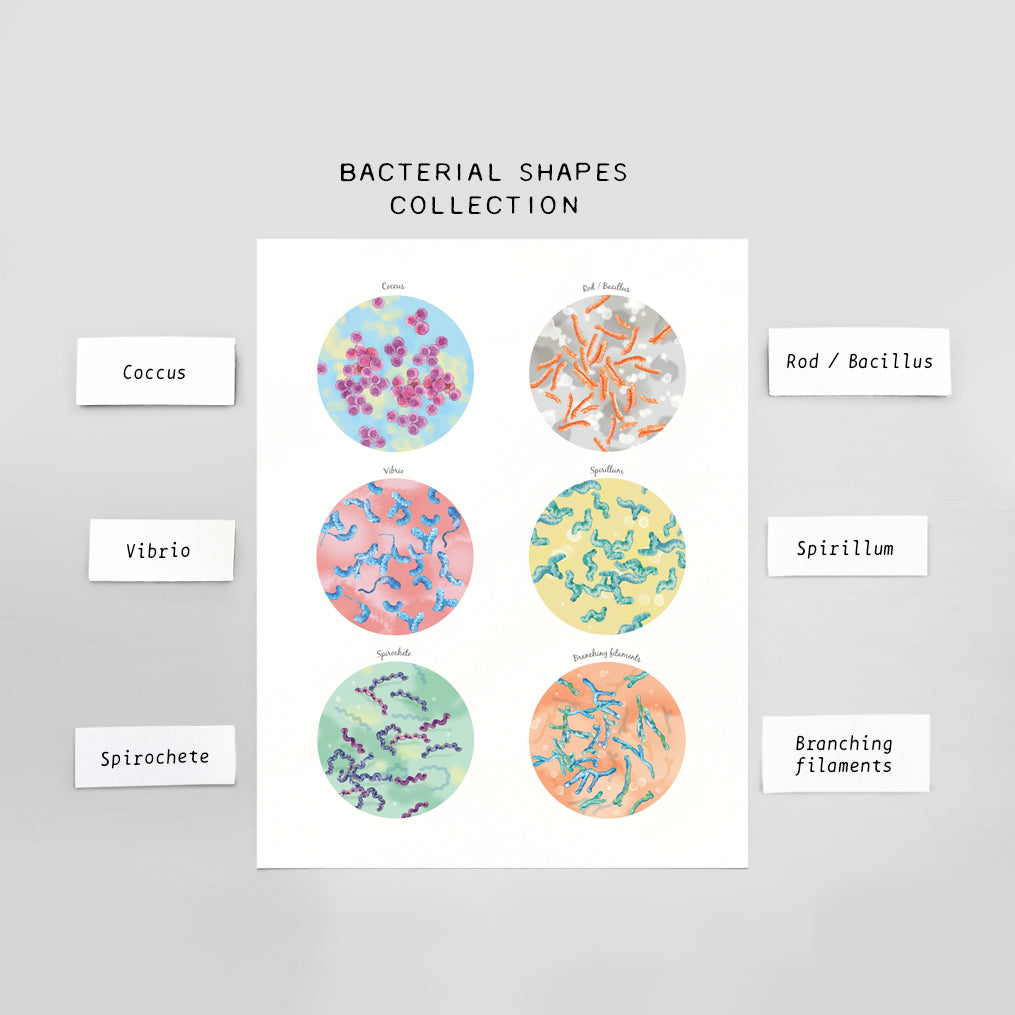 Bacterial Shape Collection