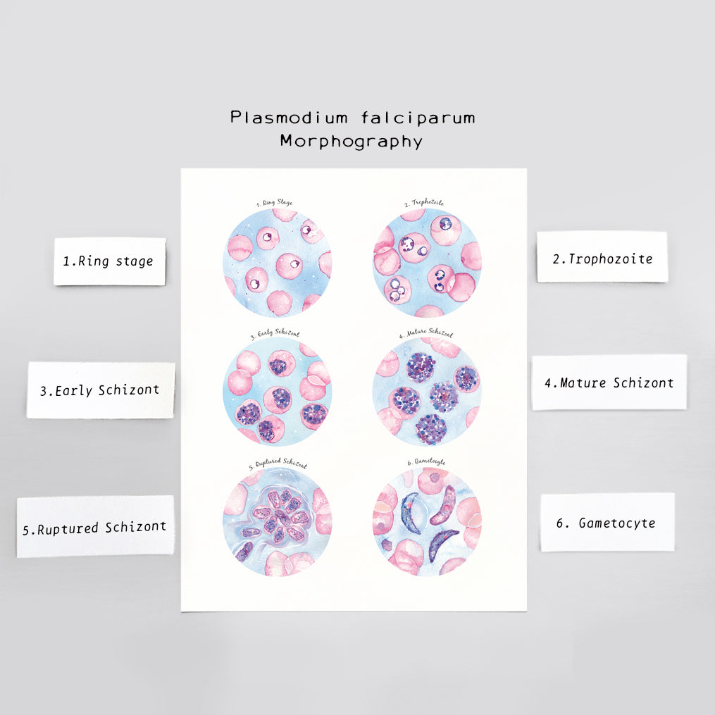 Plasmodium falciparum Morphology