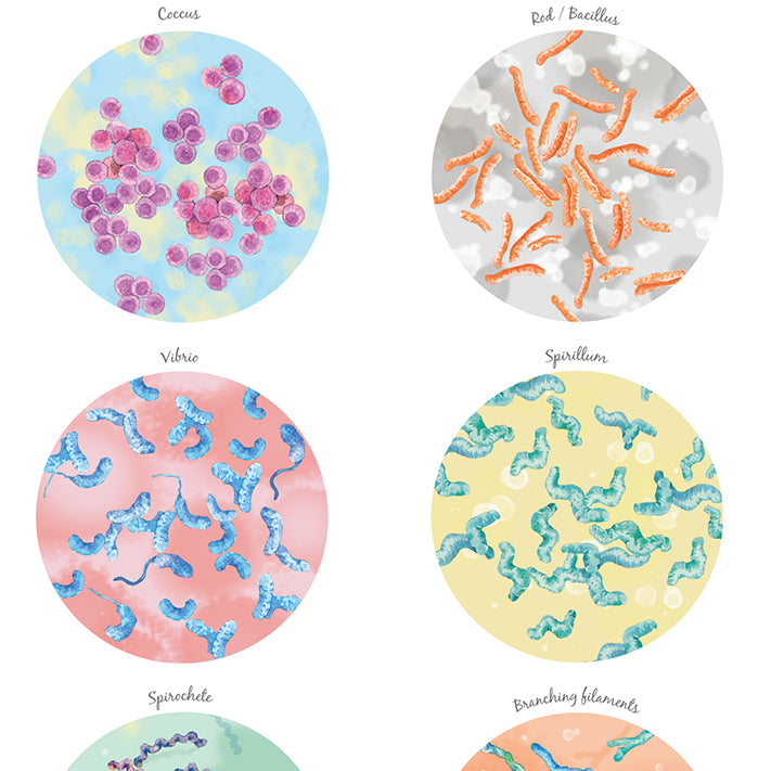 Bacterial Shape Collection