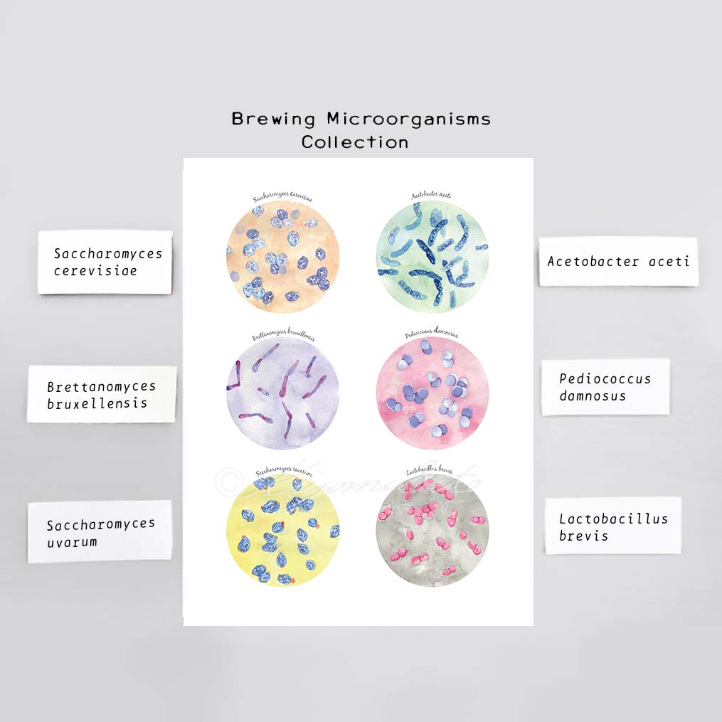 Microbiology Kitchen Art Set of 4