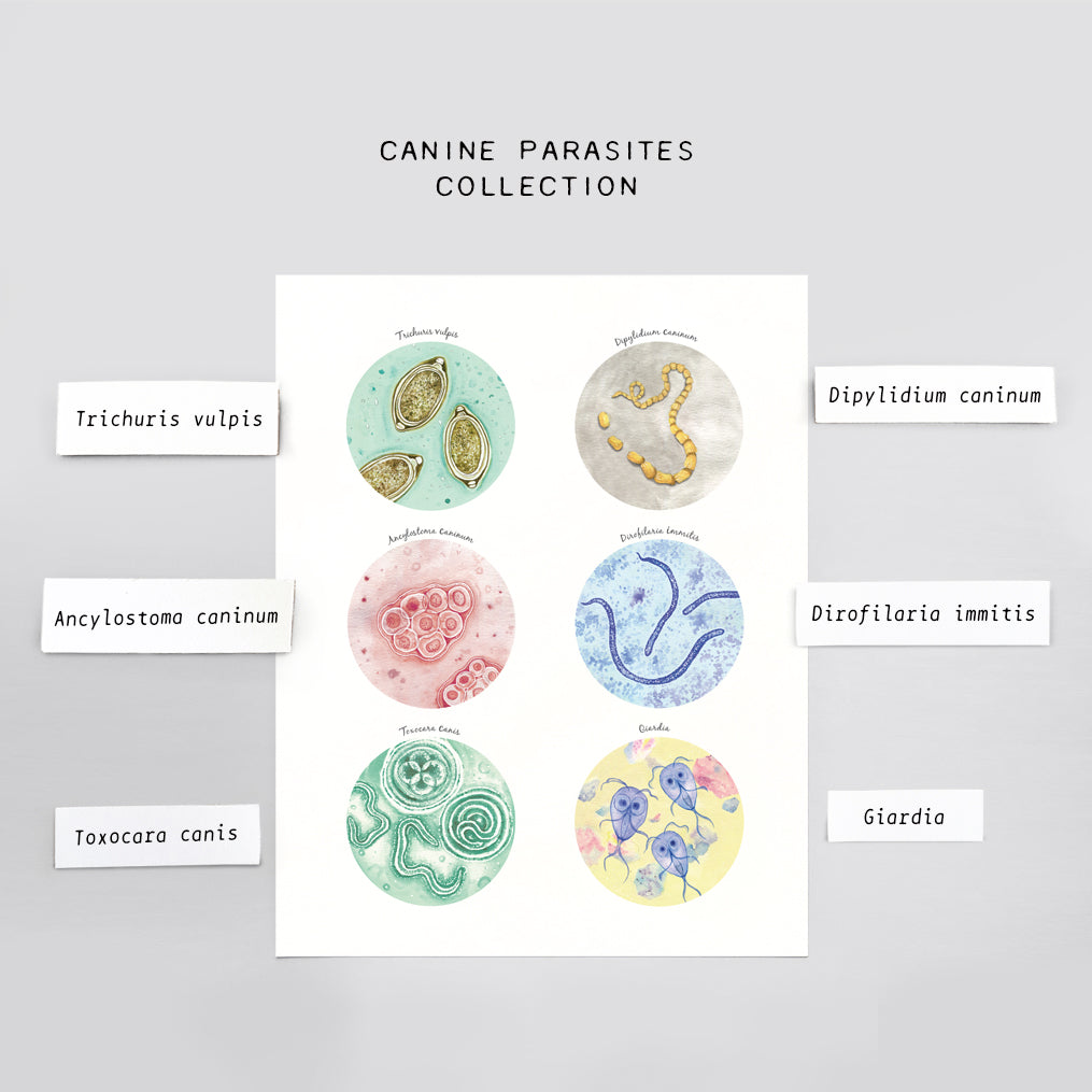 Canine Parasites Collection