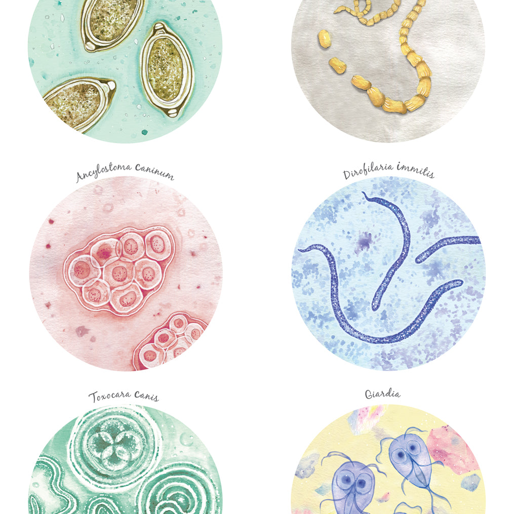 Canine Parasites Collection