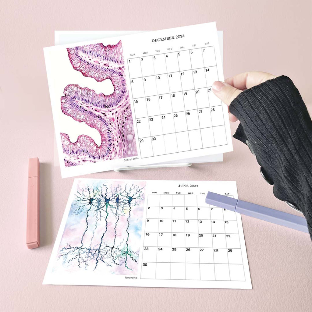 2024 Human Body Histology Art Desk Calendar