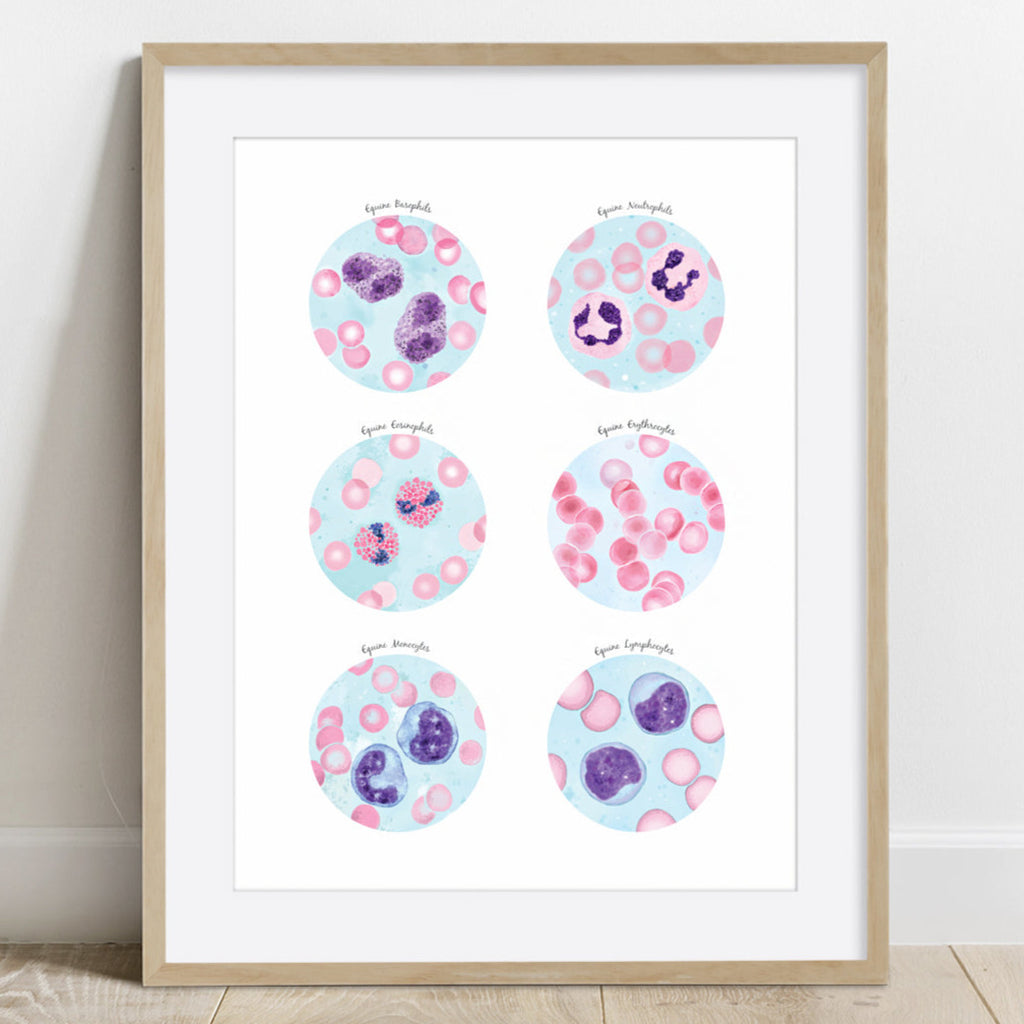 Equine Blood Cells Collection