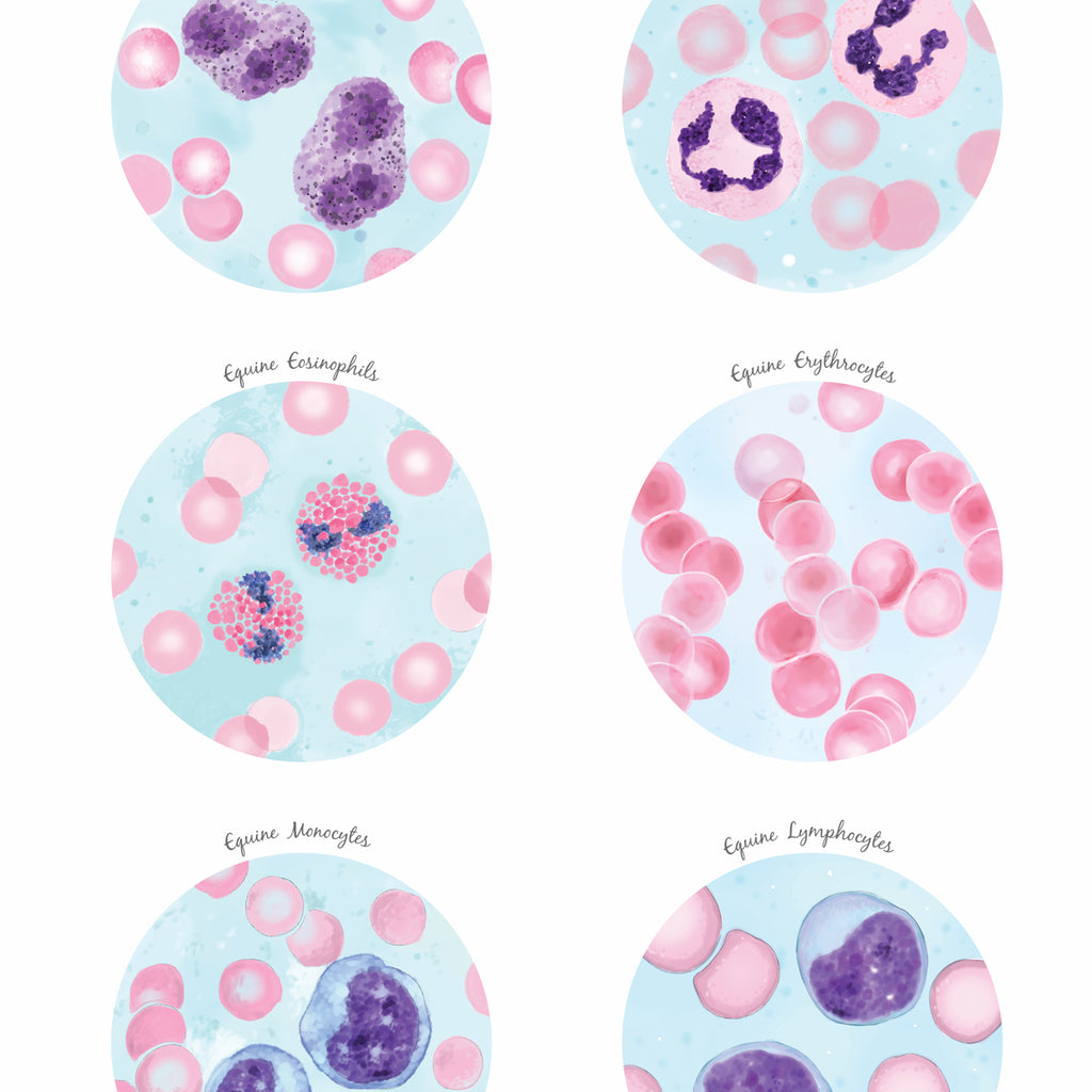 Equine Blood Cells Collection