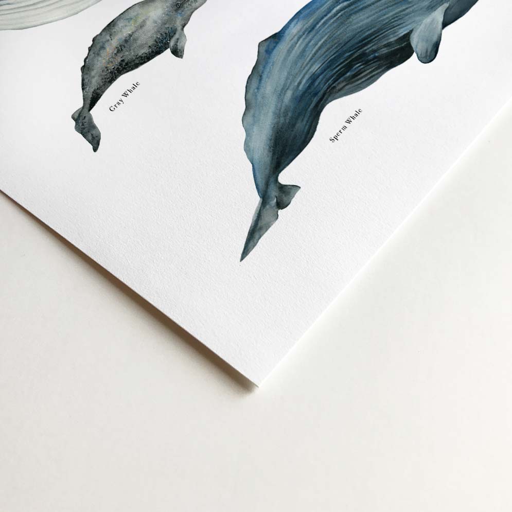 Whale Poster Endangered Whale Watercolor Painting