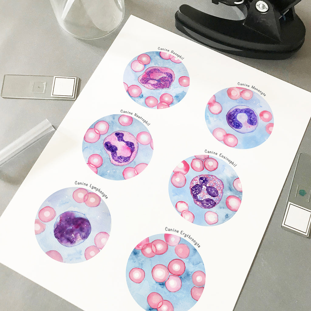 Canine Blood Cells Collection