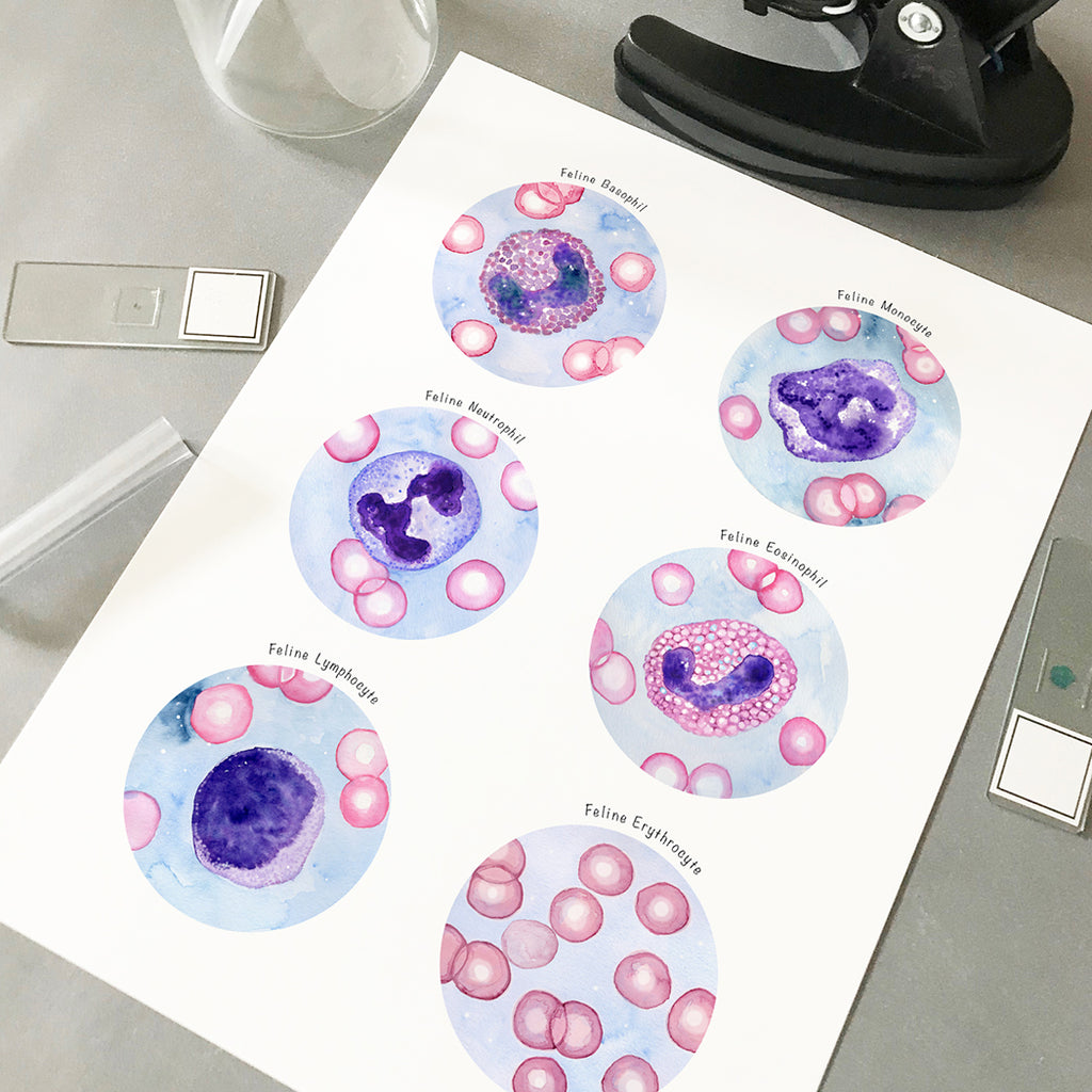 Feline Blood Cells Collection