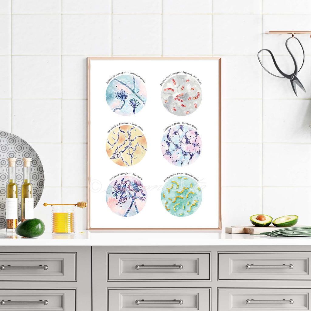 Microbiology Kitchen Art Set of 4