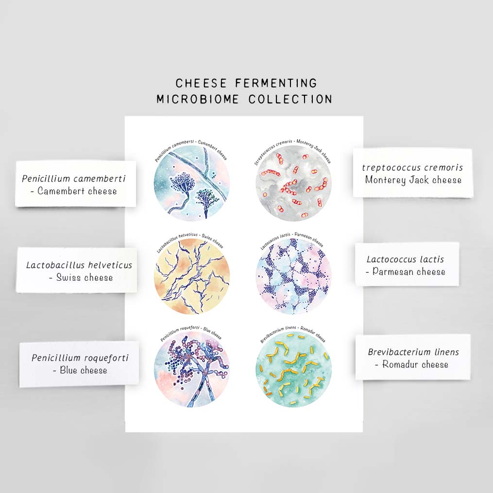 Microbiology Kitchen Art Set of 4