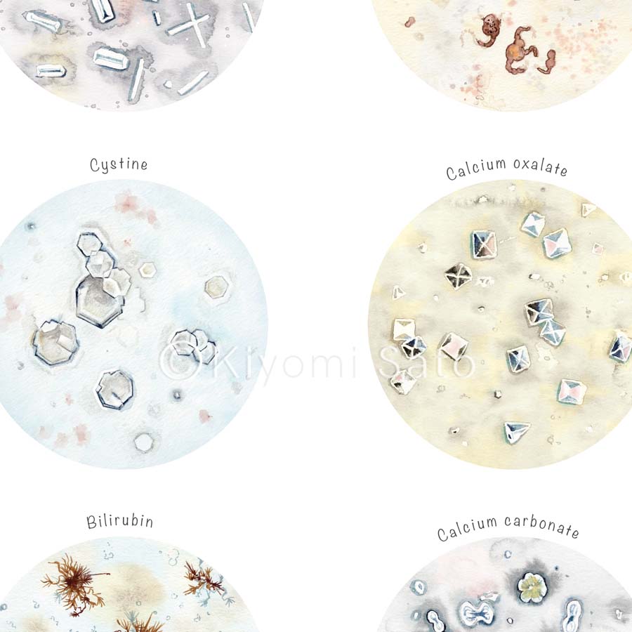 Crystals in Urine Collection Veterinary Art