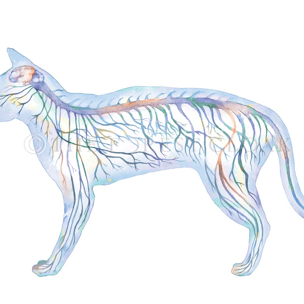 Feline Nervous System, Blue Horizontal