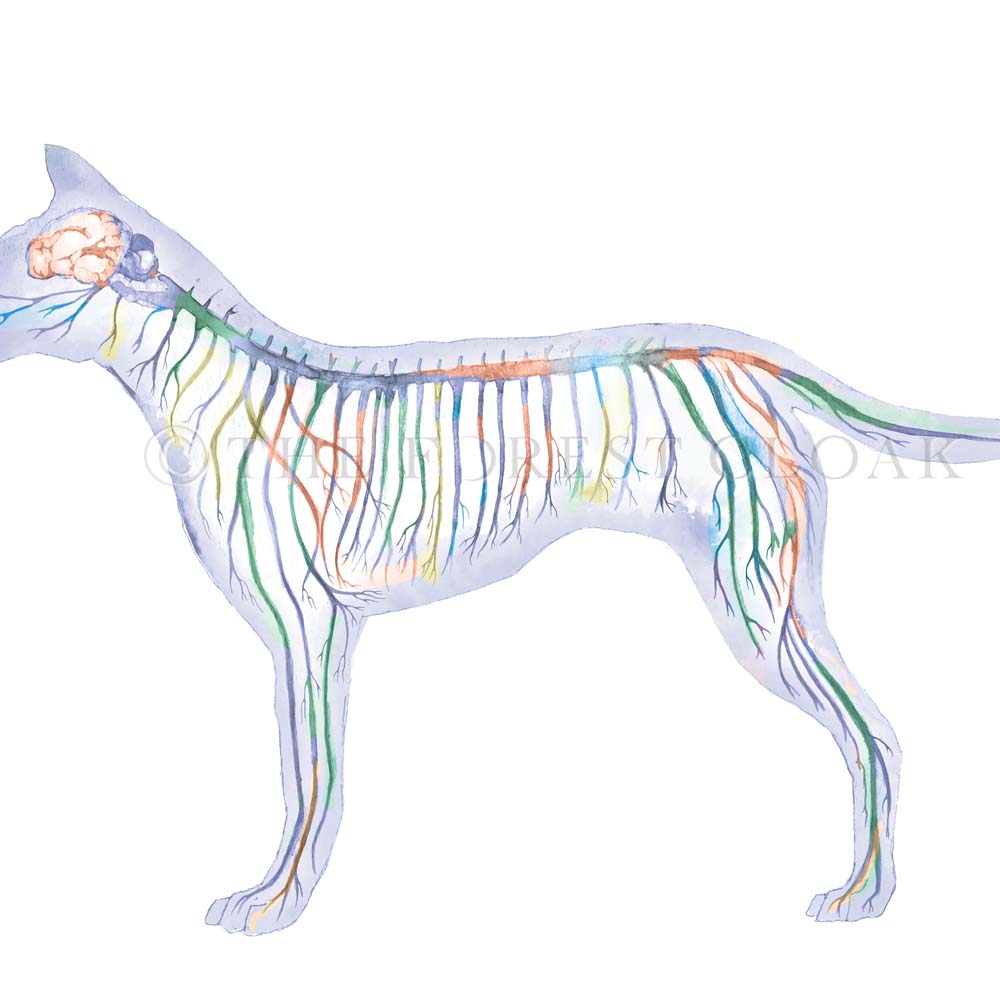 Canine Nervous System, Blue Horizontal