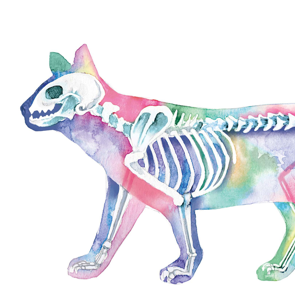 Cat Skeletal System Vertical Art