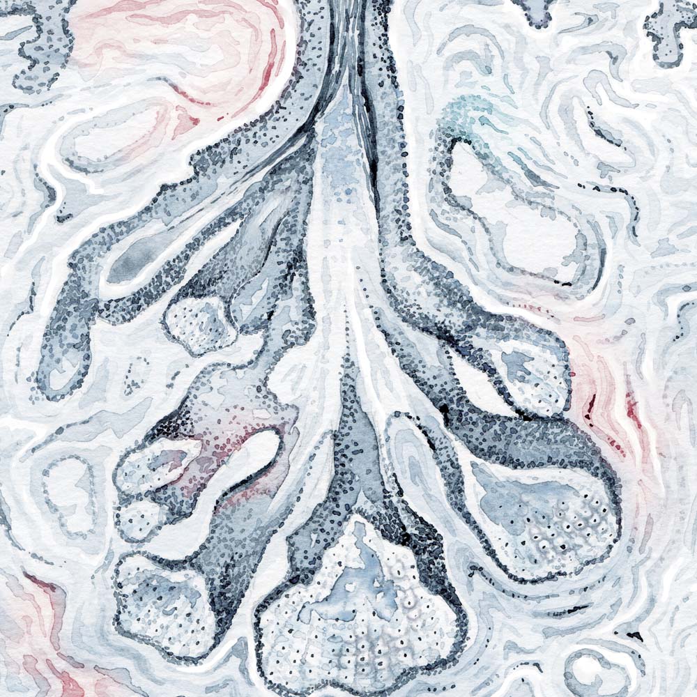 Nostrils Sebaceous Gland Histology Art
