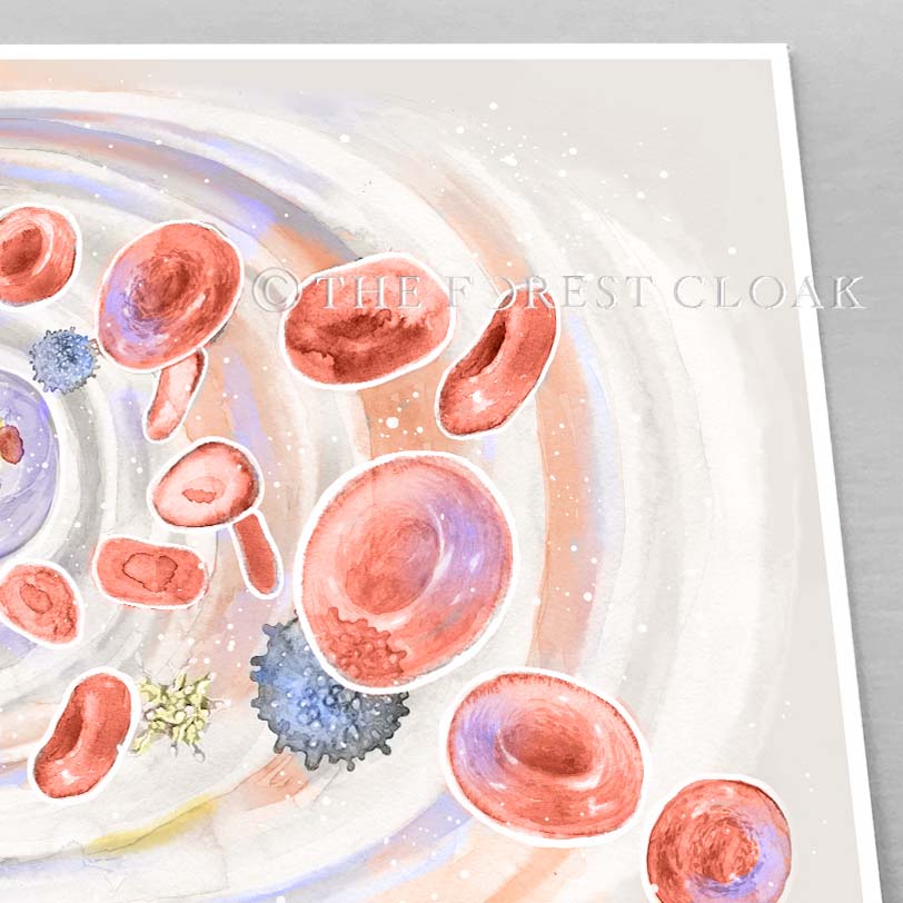 The Journey of Blood Cell