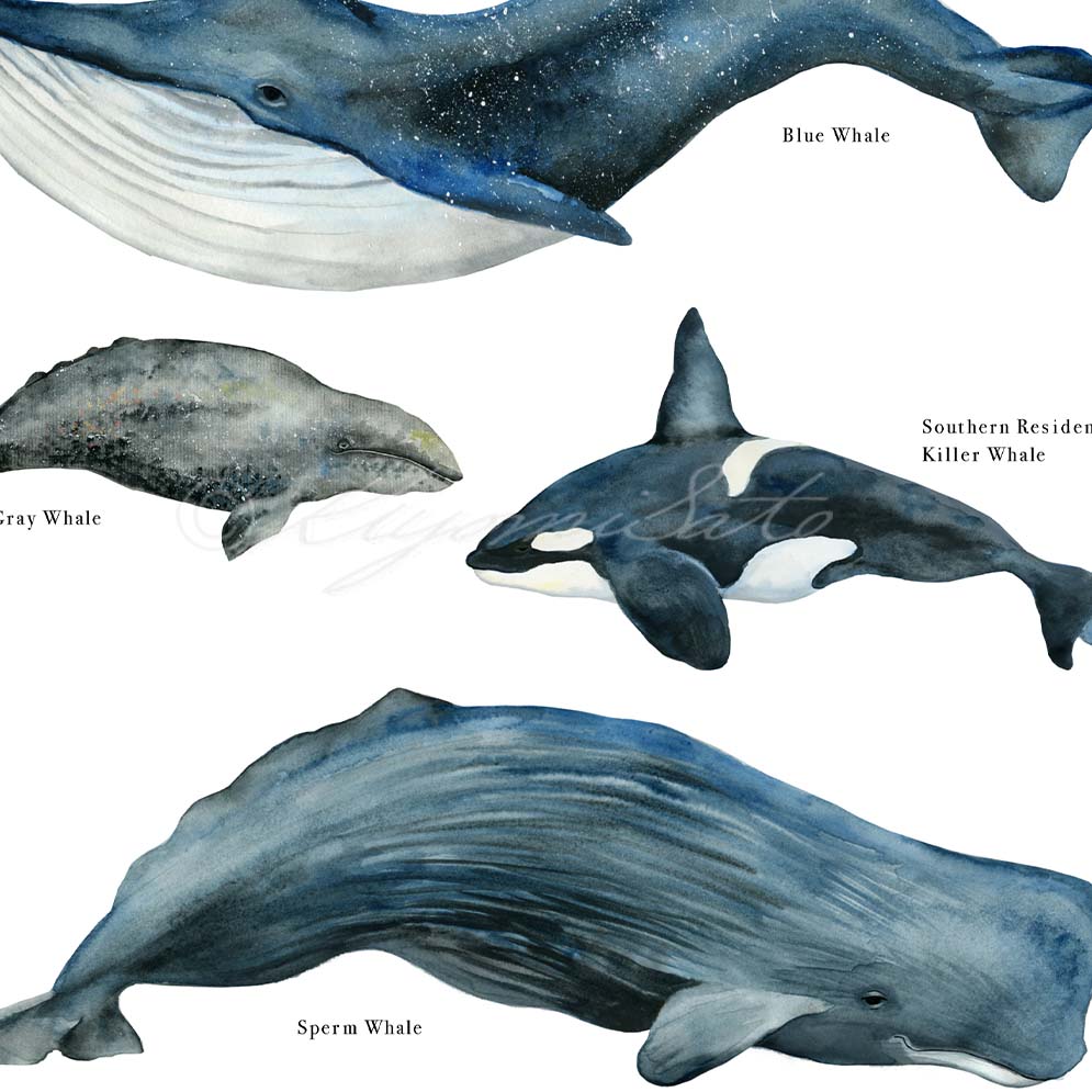 Whale Poster Endangered Whale Watercolor Painting