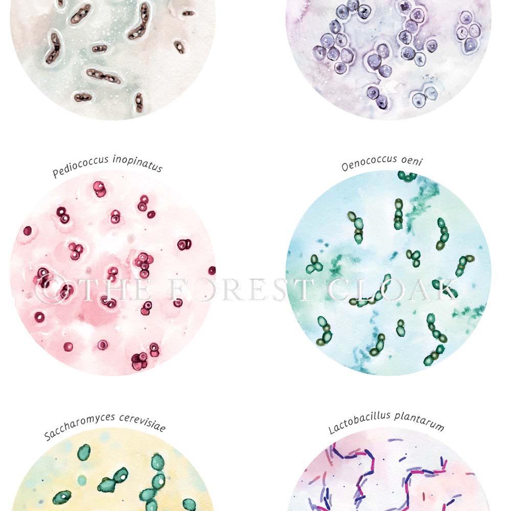 Wine Fermenting Microbiome Collection