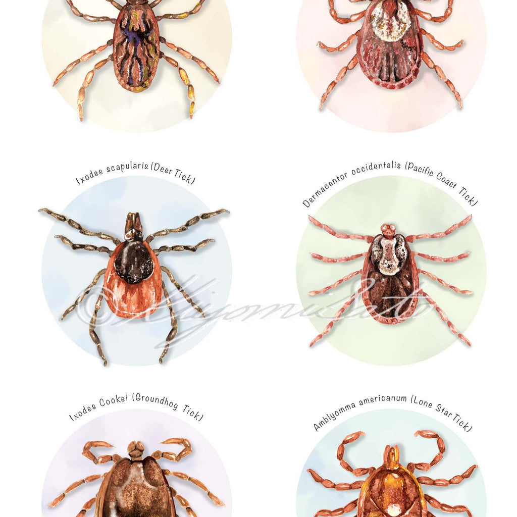 Tick Collection