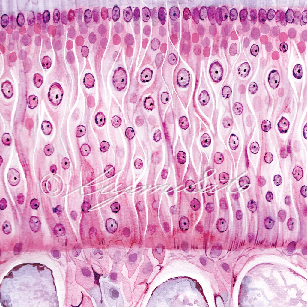 Dog Olfactory Epithelium