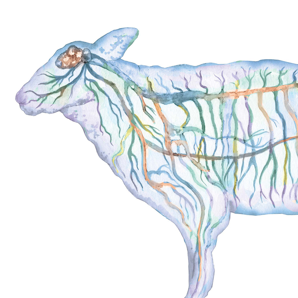 Sheep Nervous System, Blue Vertical